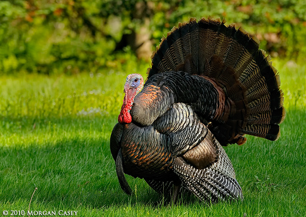Turkey