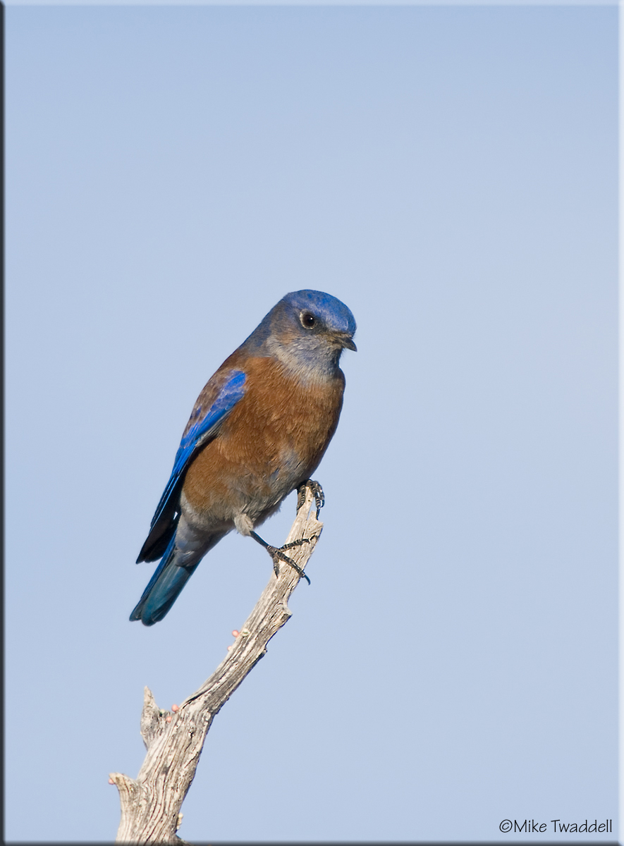 Western Bluebird