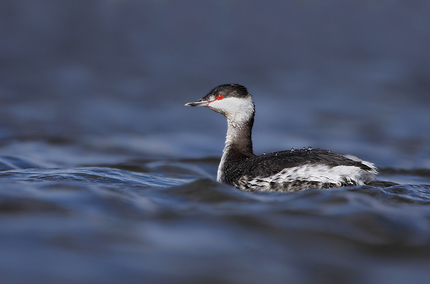 Slavonian Grebe