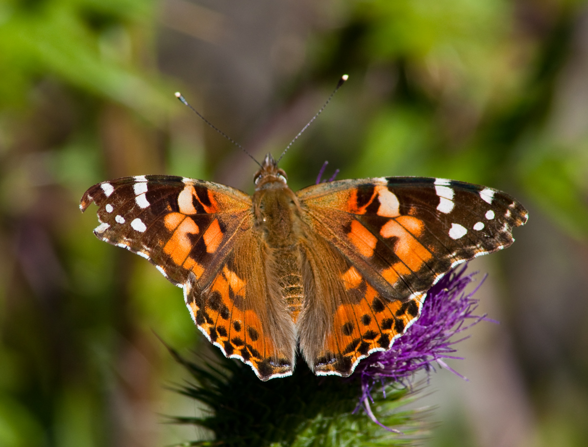 Butterfly