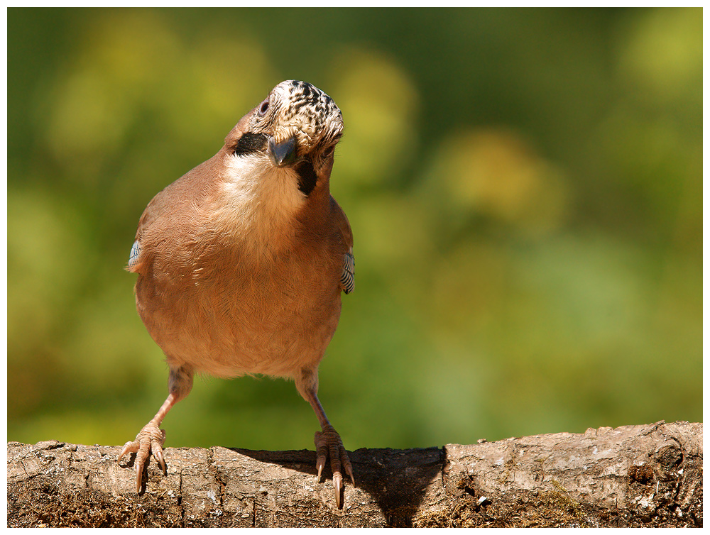 Curious Jay