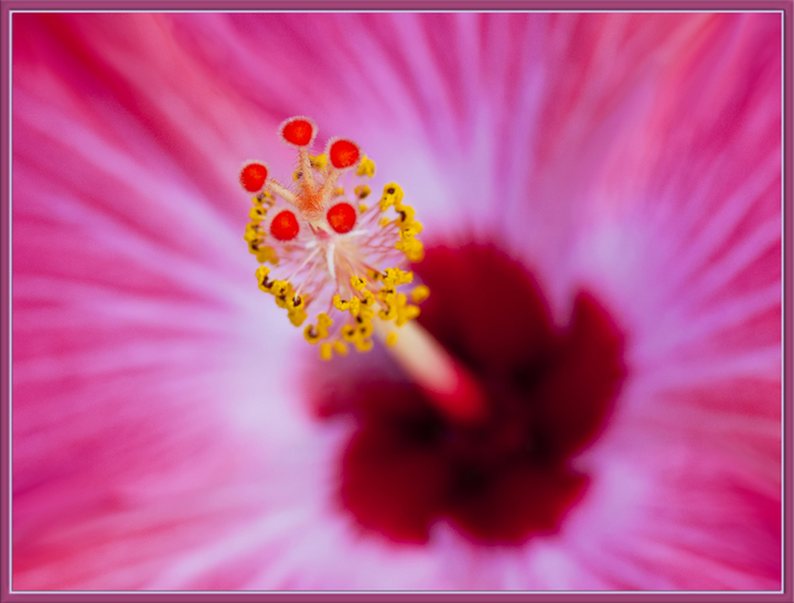 Hibiscus