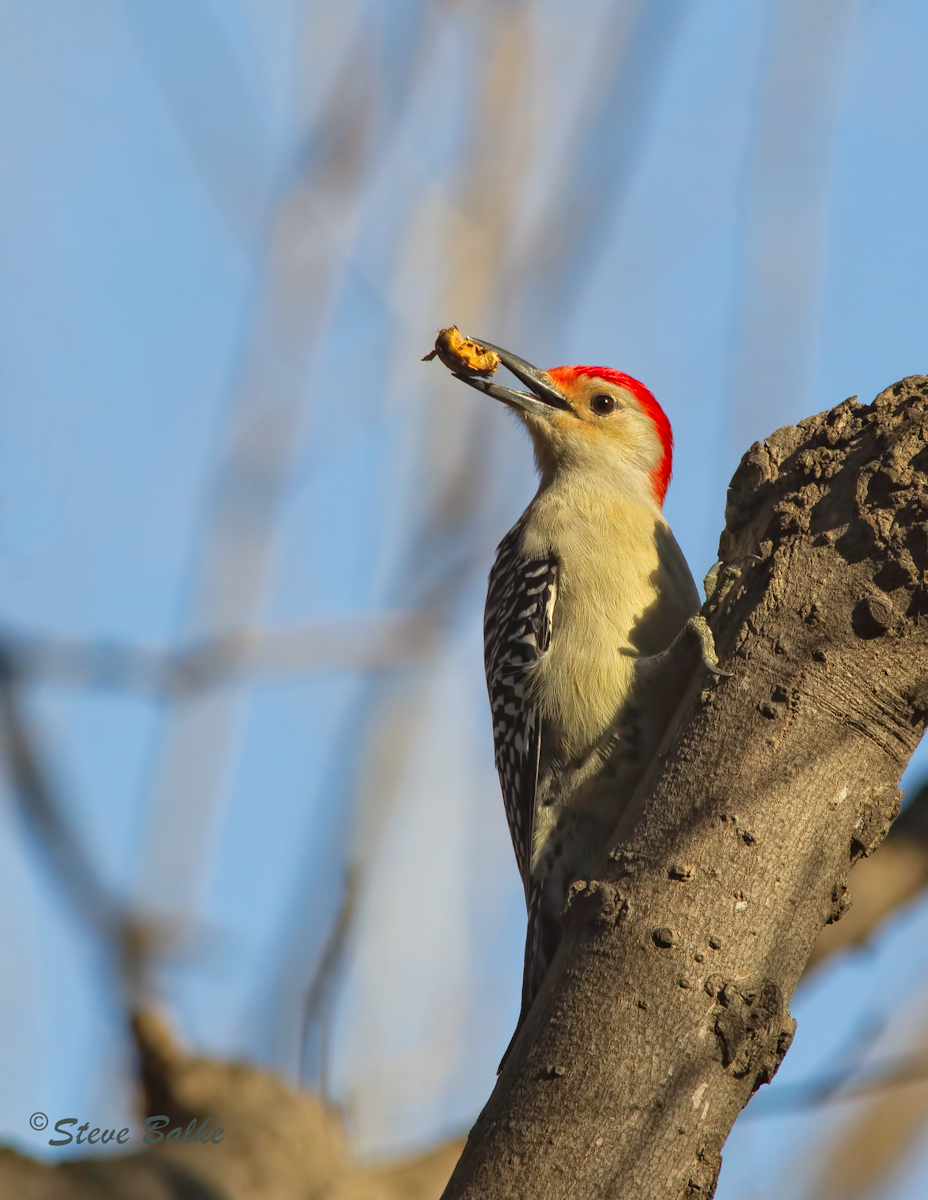 Red-bellied Woodpecker