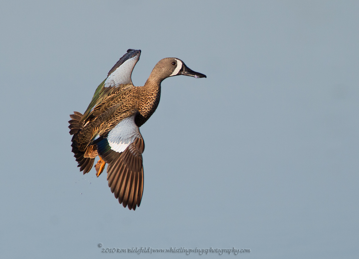 Blue-winged teal