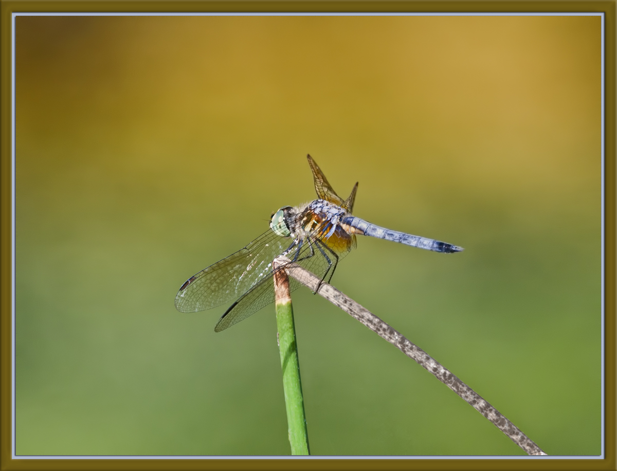 Blue Dasher