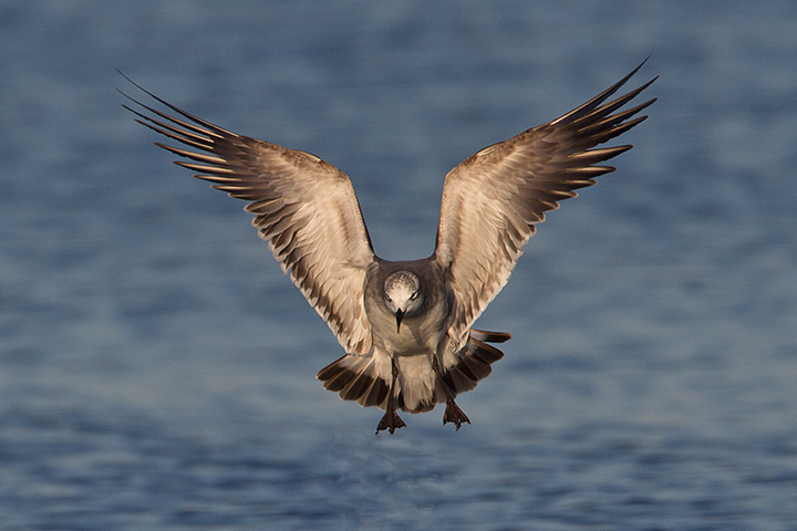 Incoming Gull