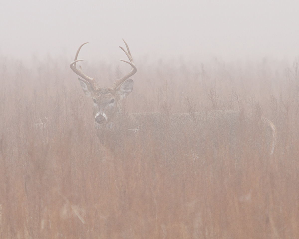 Foggy Buck with repost