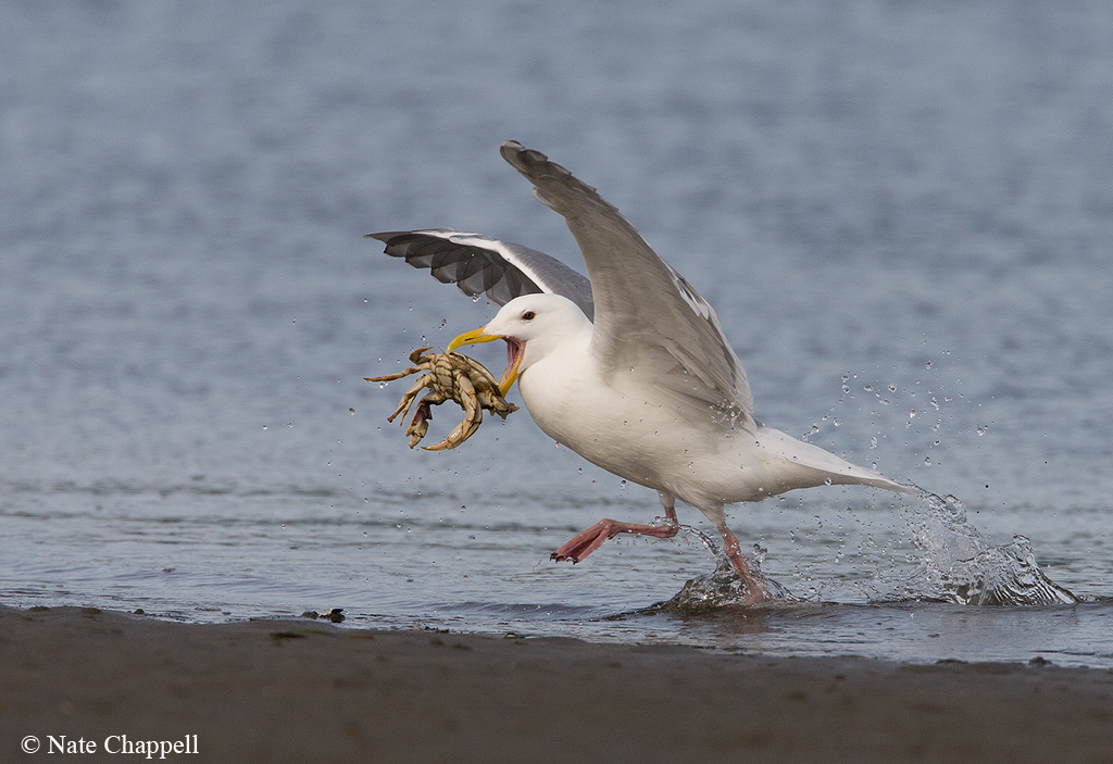 Gull w/ Crab Dinner