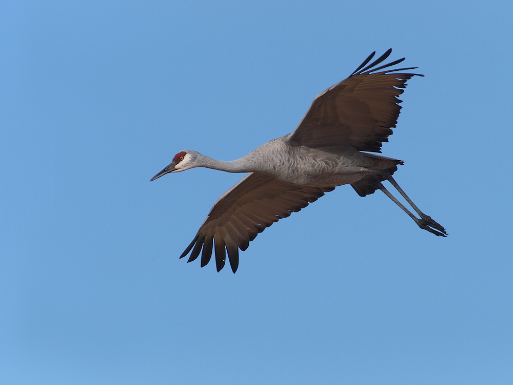 Sandhill Gliding