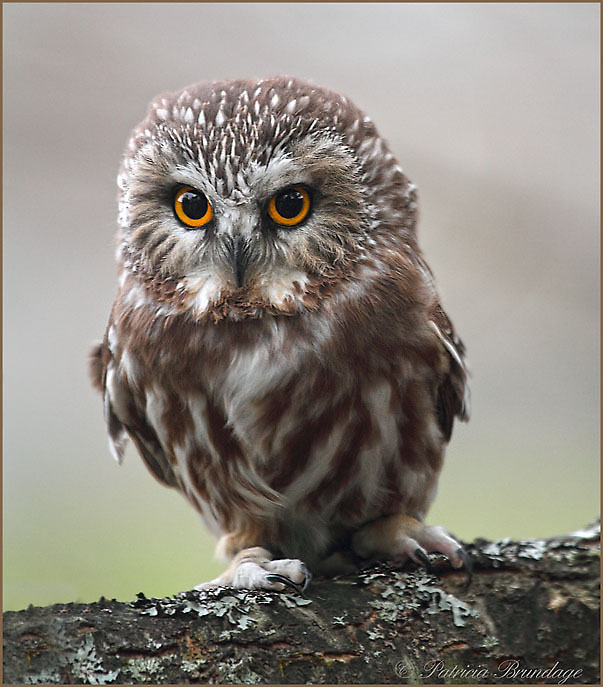Northern Saw-whet Owl