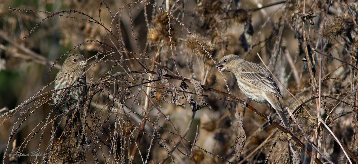 Where's Waldo (Finch)?