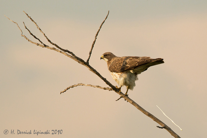 Swainson's Behavior Shot