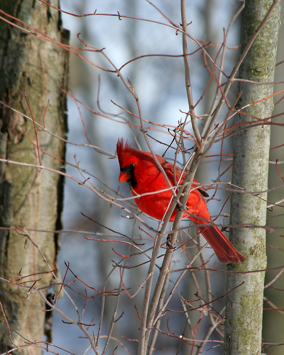Cardinal