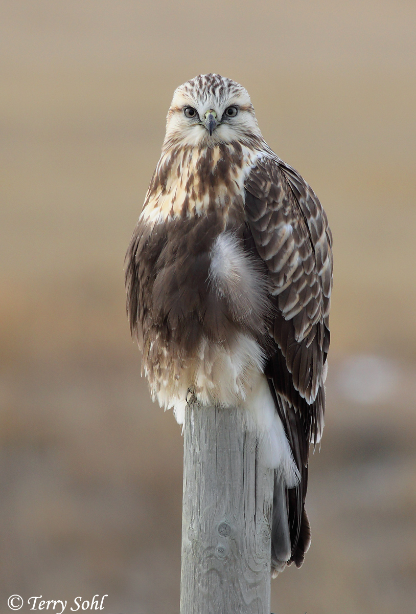 Rough-legged Hawk