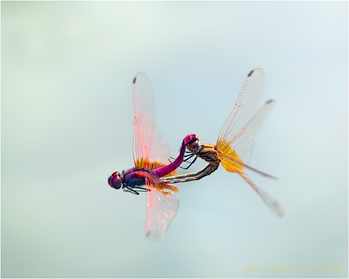 Love in the air #2