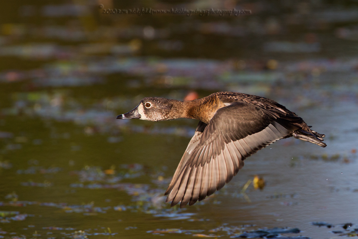 Ring-necked duck
