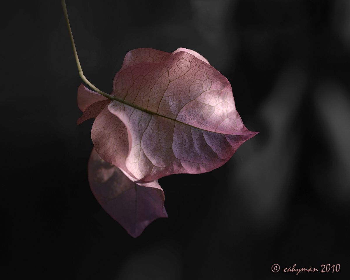 Winter's Light