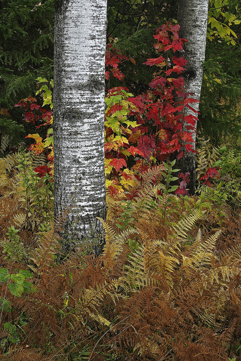 Vermont Foliage