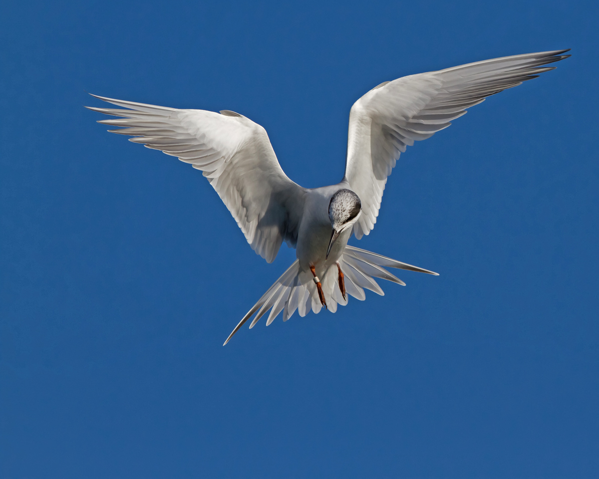 Fall Forster's Tern