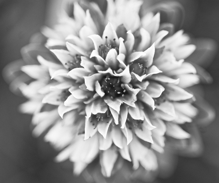 Perfect Bouquet + Repost
