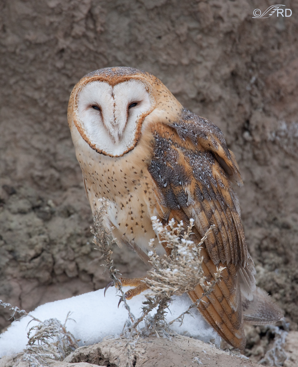 Barn Owl