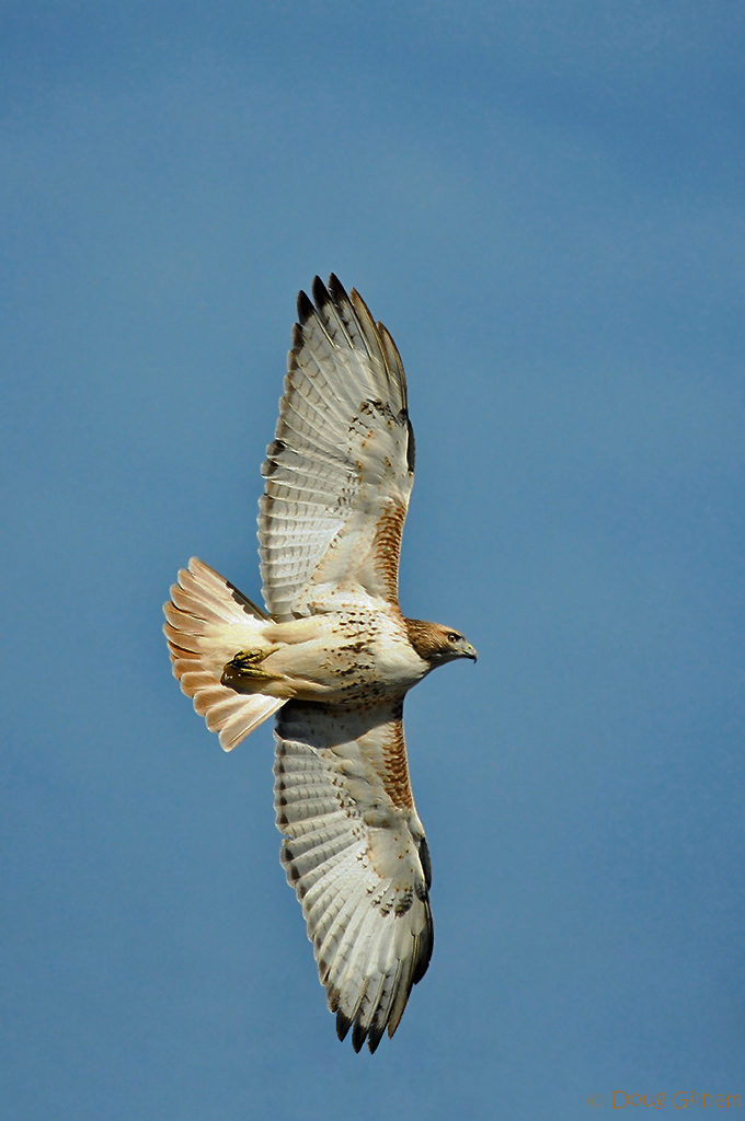 RT Hawk  in  flight
