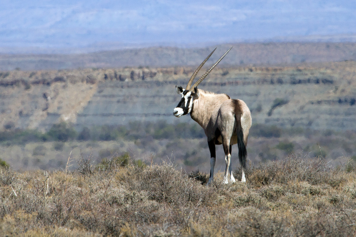 Karoo Gemsbok