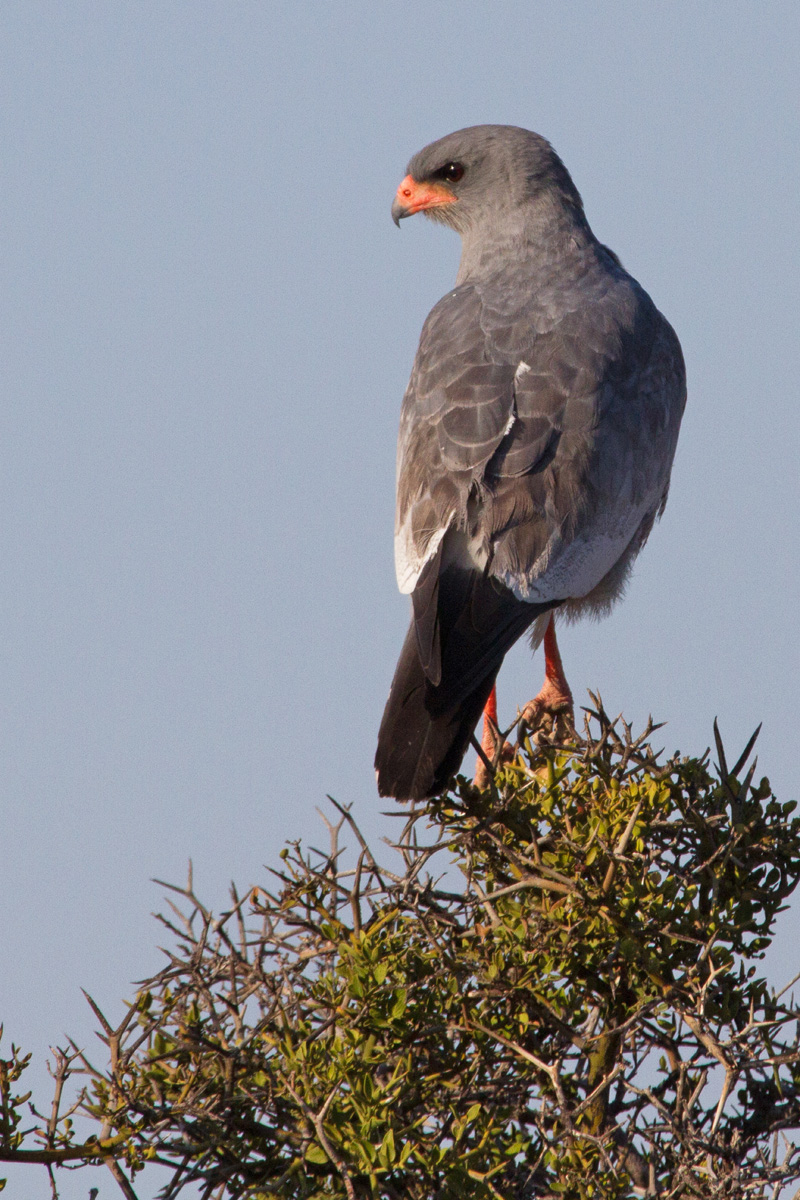 Morning Lookout