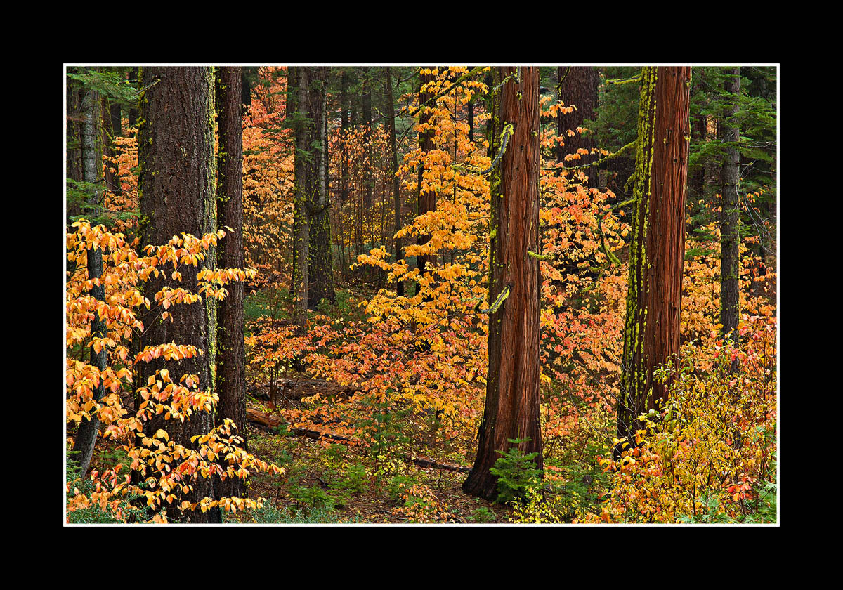 Dogwood Paradise