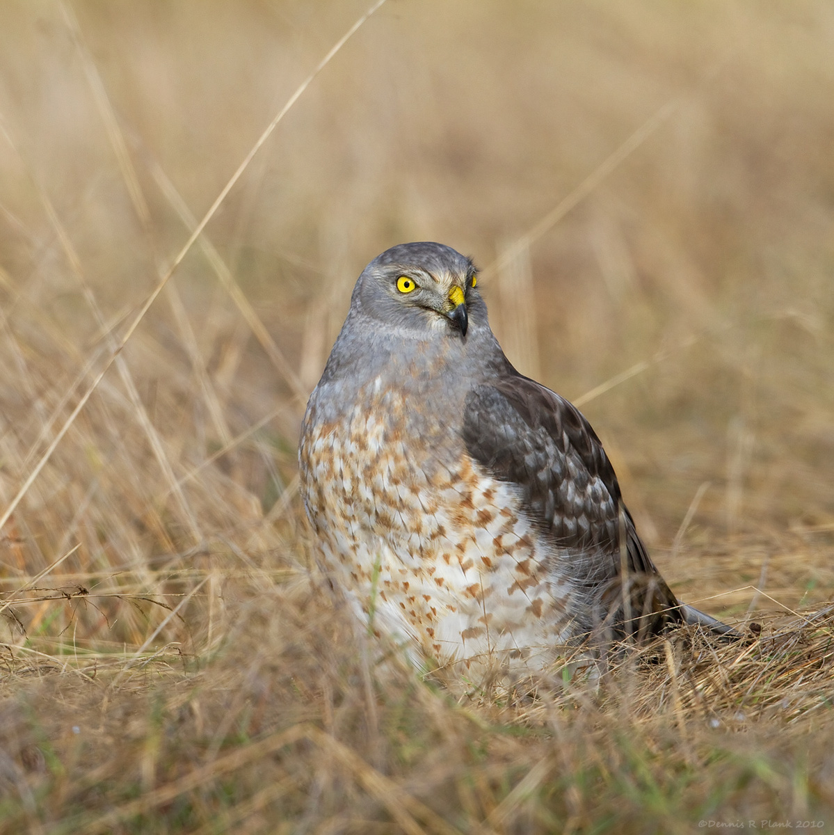 Northern Harrier & Repost