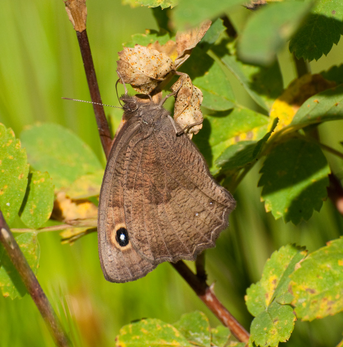 Sunrise Butterfly