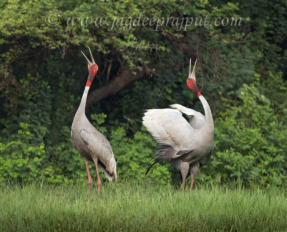 Dance of the Crane(last)