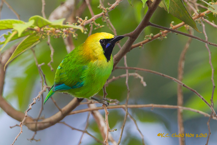 Blue-winged Leafbird