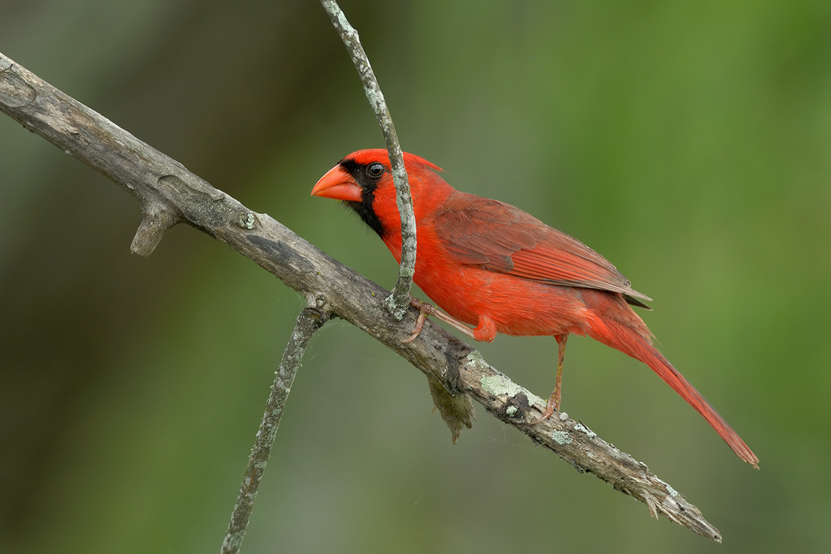 Cardinal