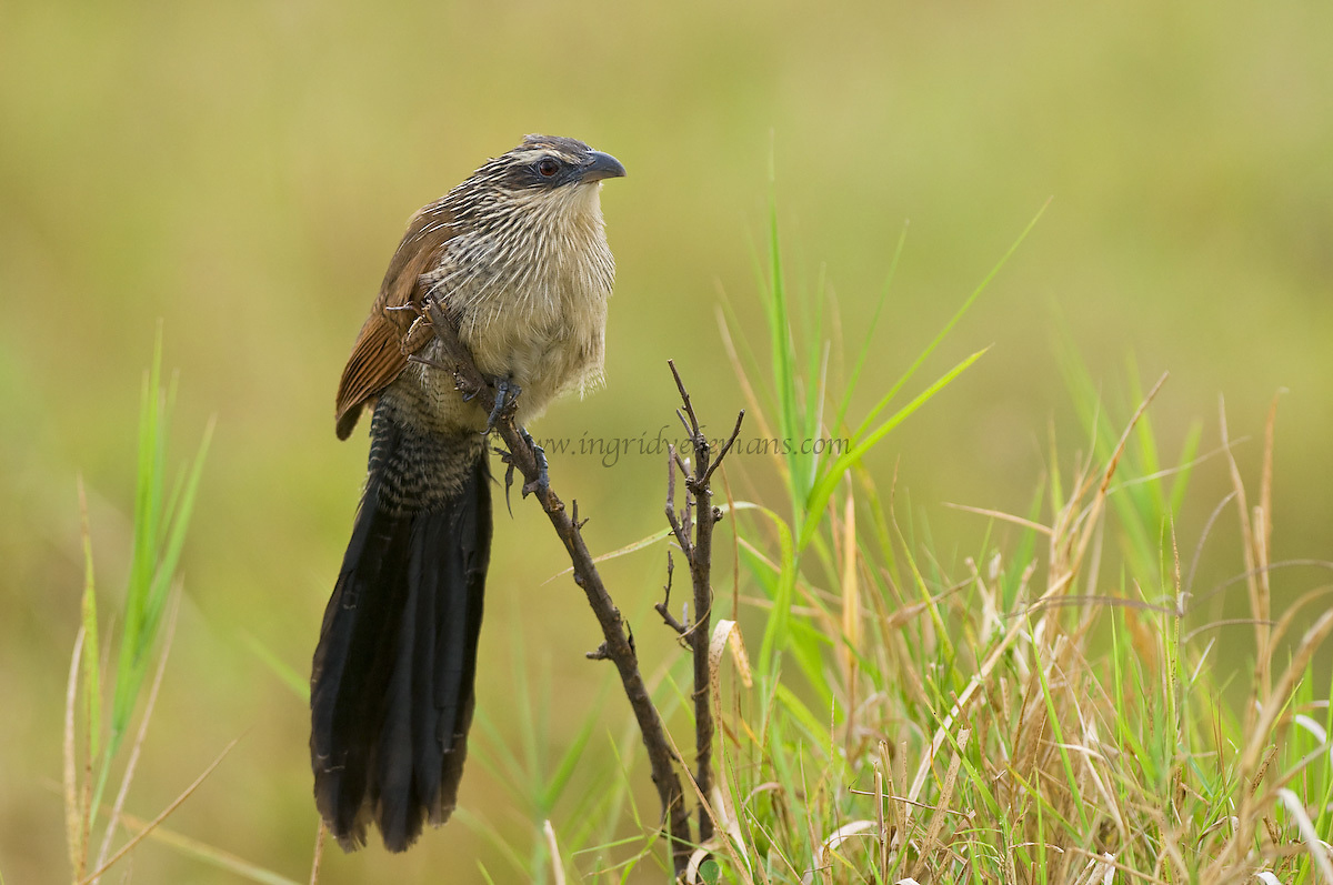 White-browed Coucal