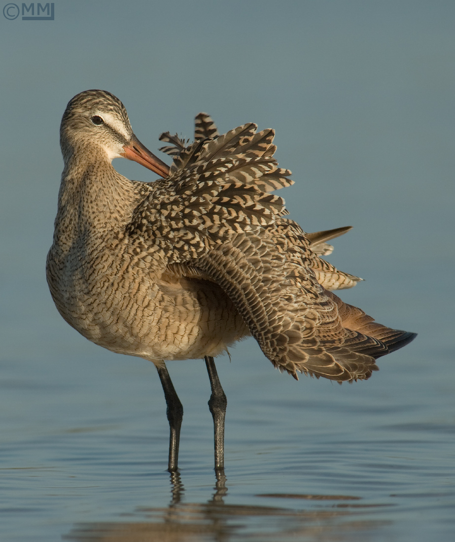 Marbled Godwit +repost