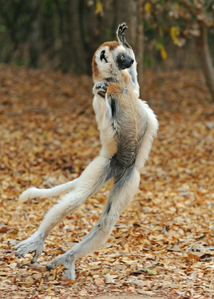 Verreaux's sifaka