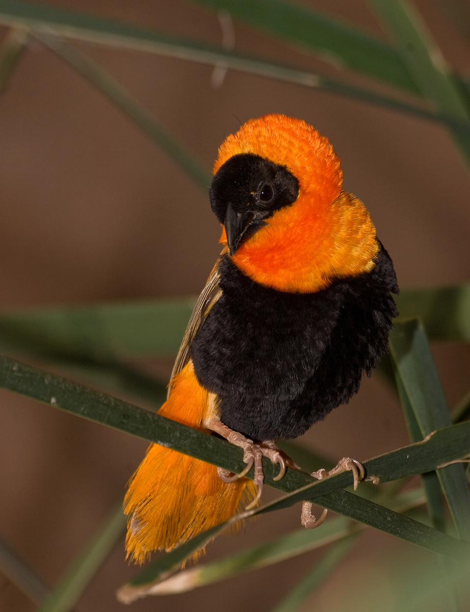 Red Bishop