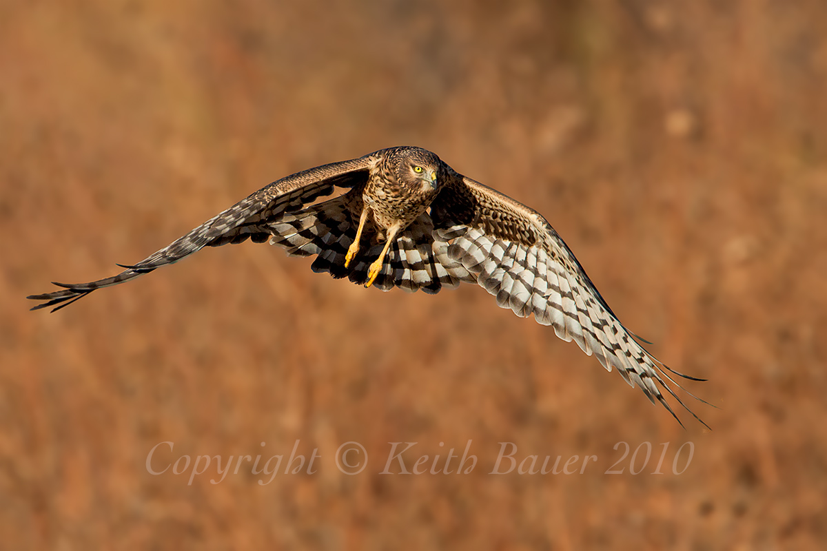 Northern Harrier-Bosque