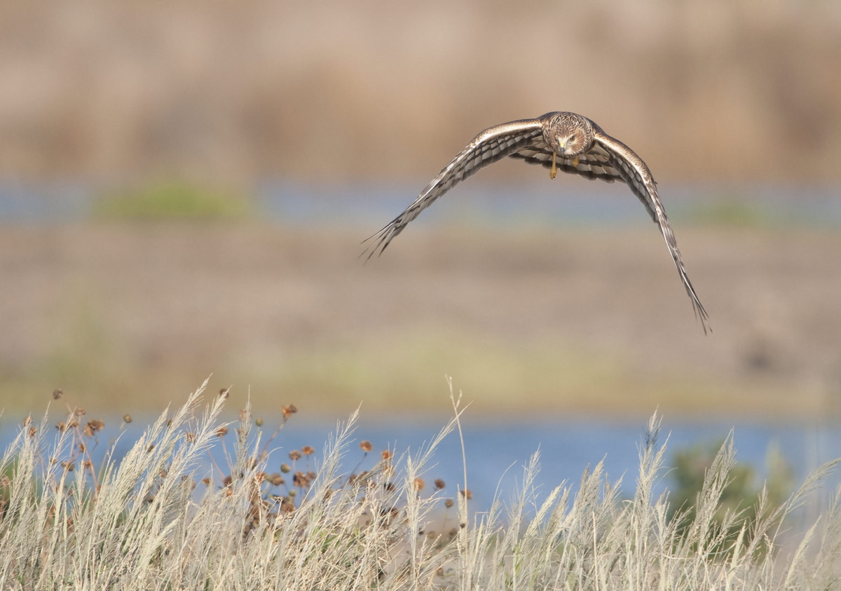 Harrier Habitat 
