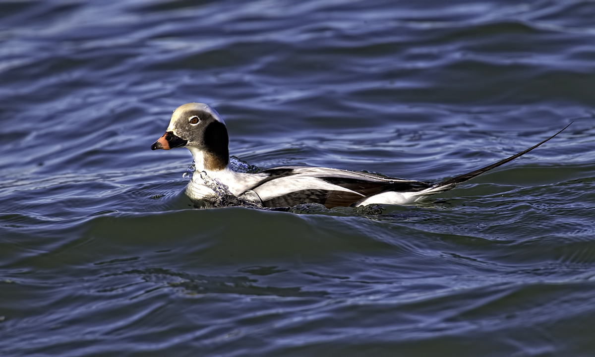 Old Squaw Duck