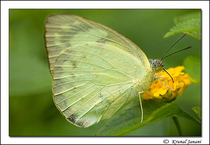 Common Emigrant