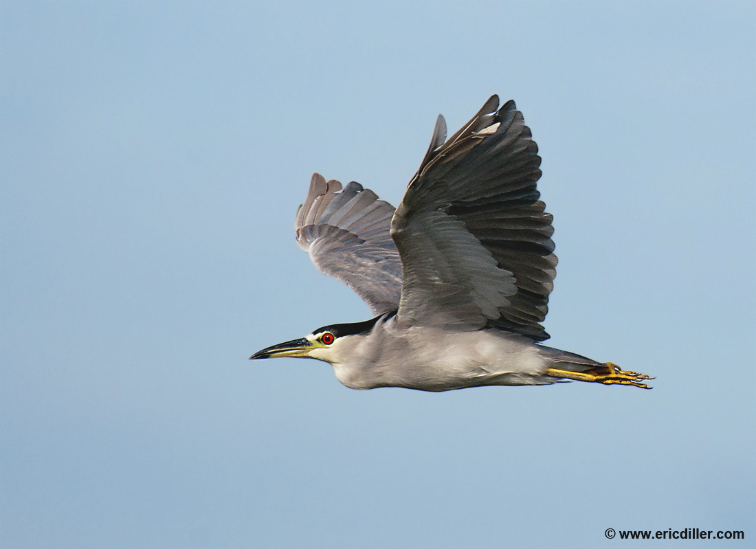 BCNH in Flight
