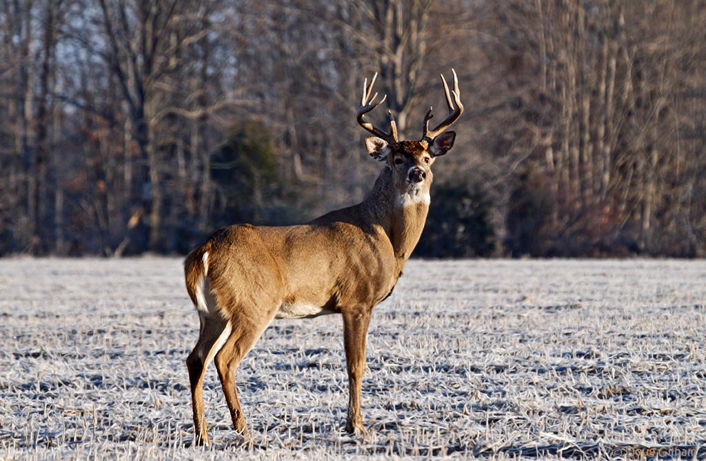 Buck Crossing