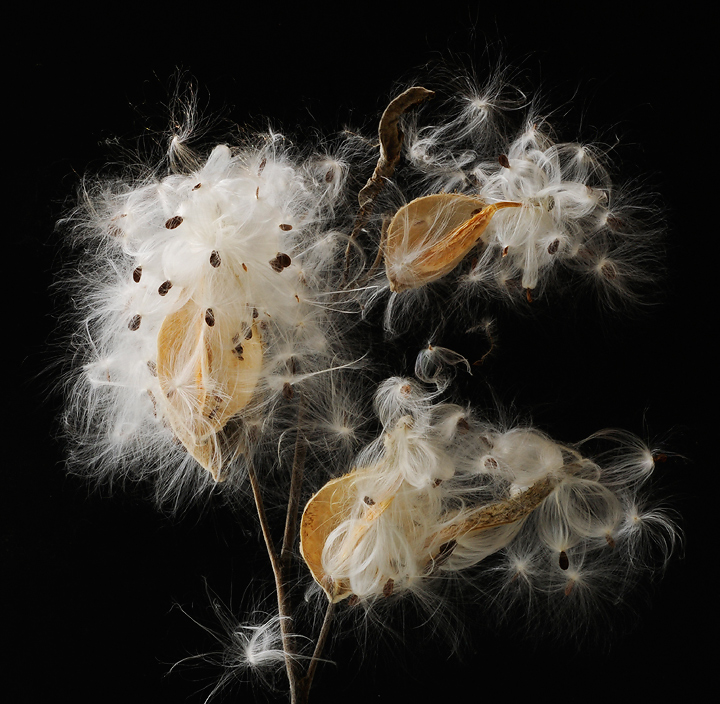 Celestial Milkweed