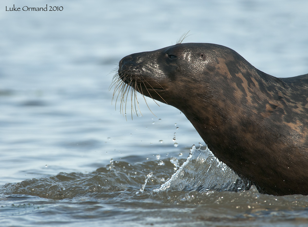 Grey Seal Release