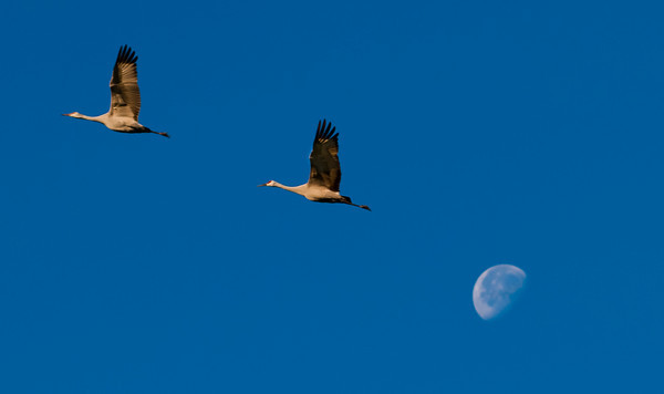 One, Two, Moon