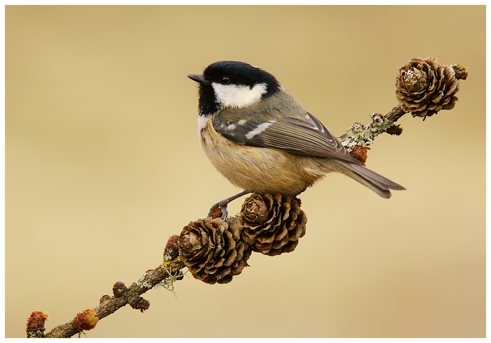 Coal Tit on cones