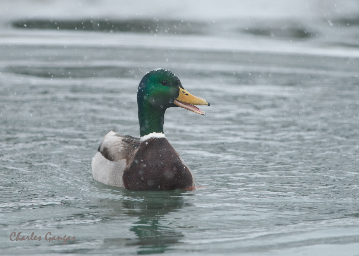 Mallard Drake