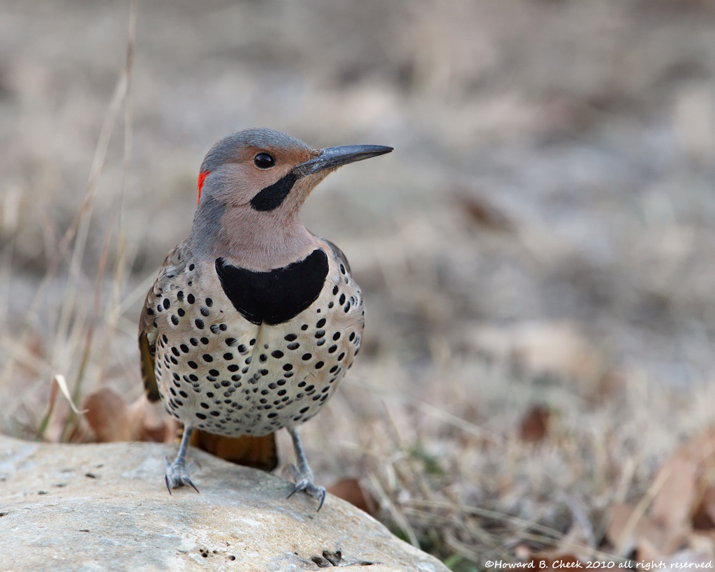 Northern Flicker